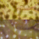 Glass Sheet Mixed Colors Mottled  w/ Purple/Yellow/White Streaky