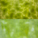 Glass Sheet Mixed Colors Mottled  w/ Yellow/Green/White