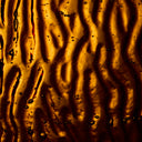 Rippled Glass Sheet Amber Cathedral