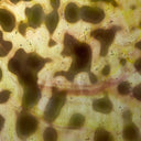 Glass Sheet Mixed Colors Mottled  w/ Purple/Yellow/White Streaky